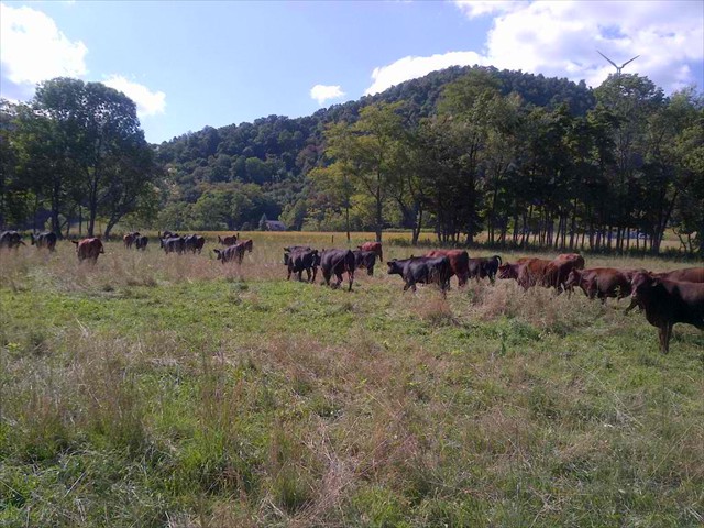 Farm Herd