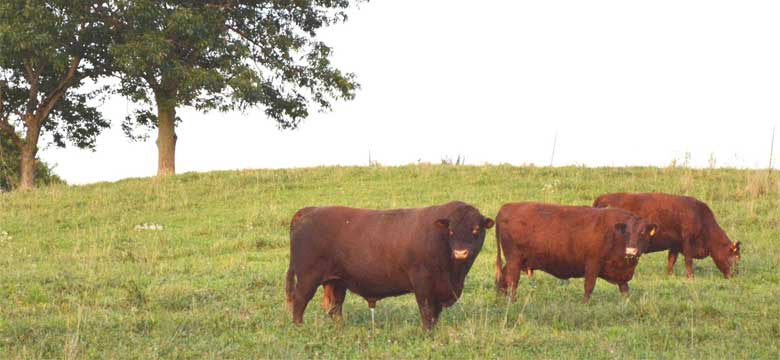 Cattle at 4 Seasons Farm LLC