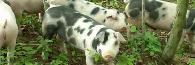 4 Seasons Farm LLC pigs feeding in their pasture.