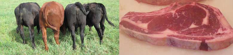 Four grass-fed cattle grazing on our farm, alongside a tasty Devon steak.